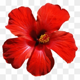 Red Flowers Png Download Image - Hibiscus Flower Jamaica, Transparent Png - hawaiian flowers png