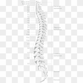 Spine Png, Transparent Png - spine png