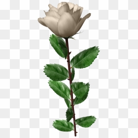 White Roses - Two White Roses Png, Transparent Png - white roses png