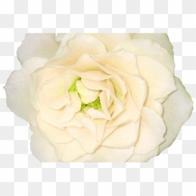White Roses Png Images, Free Download Flower Pixtures - Pink Ivory Flowers Png, Transparent Png - white roses png