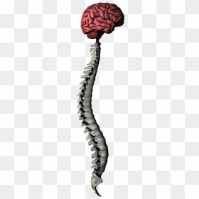 Brain And Spine Png, Transparent Png - spine png