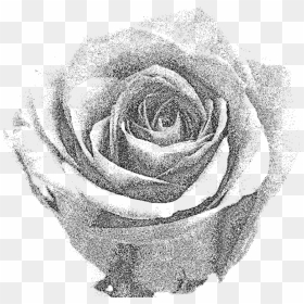 Plant,flower,garden Roses - Grey Rose Png, Transparent Png - white roses png