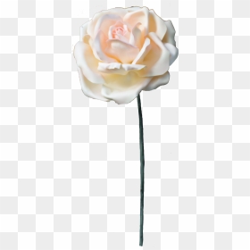 Garden Roses, HD Png Download - white roses png