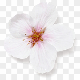 Hibiscus, HD Png Download - cherry blossom petals png