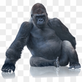 Tough Gorilla Boxes With Our Bubble Wrap - Gorilla Sitting Png, Transparent Png - king kong png