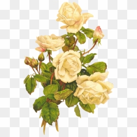 Yellow Roses Bumbdalebee - White Vintage Flowers Png, Transparent Png - white roses png