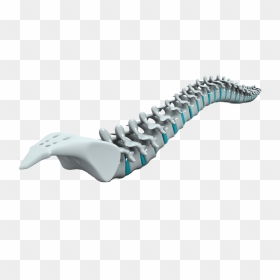 Spine-homepage - Vertebral Column, HD Png Download - spine png