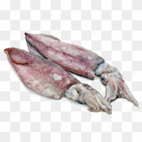 Antarctic Squid Png Free Download - Products Exported From Goa, Transparent Png - squid png