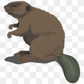 Confused Beaver Png Images - Real Beaver Clipart, Transparent Png - confused png