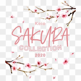 Sakura Collection｜京王百貨店 新宿店 - Calligraphy, HD Png Download - cherry blossom petals png