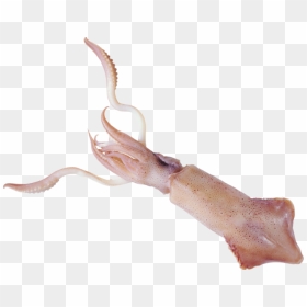Squid Png - Кальмар Пнг, Transparent Png - squid png