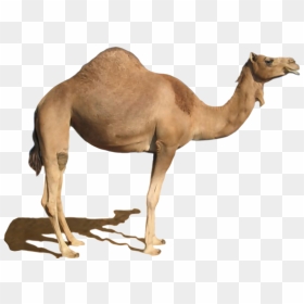 Desert Camel Standing Png Image - Camel Png, Transparent Png - desert png