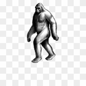 #handdrawn #bigfoot #sasquatch #humananimalhybrid #cryptid - Bigfoot, HD Png Download - bigfoot png