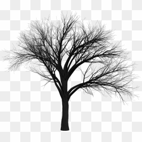 Scary Tree Png Transparent, Png Download - spooky forest.png