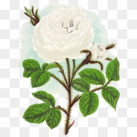 The Second Digital Flower Clip Art Is Of The White - Ernst Haeckel Flower, HD Png Download - white roses png