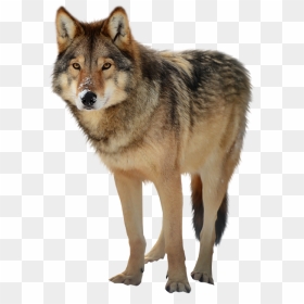 Transparent Werewolf Wild - Wolf Png Transparent, Png Download - werewolf png