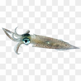 Squid Png Image Background - Squid Png Transparent, Png Download - squid png