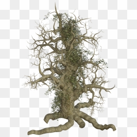 Tree Out Root Png, Transparent Png - spooky forest.png