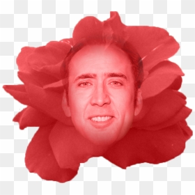 Nick Of Time - Woman Who Looks Like Nicolas Cage, HD Png Download - nicolas cage face png