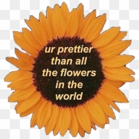 Sunflower Motivation Quotes Love Life Pretty Yellow - Sunflower Aesthetic Quotes Transparent, HD Png Download - png tumblr quotes