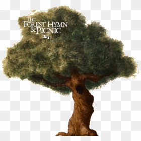 Sageretia Theezans, HD Png Download - spooky forest.png