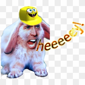 ##mad #funny #cage #nicolas #nicolascage #strange #rabbit - Nicolas Cage Photoshop, HD Png Download - nicolas cage face png