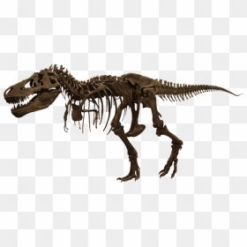 Trex-skelet - T Rex Fossil Png, Transparent Png - trex png