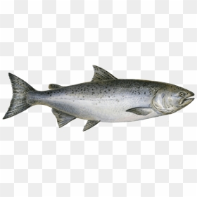 King Salmon Png , Png Download - Chinook Salmon Png, Transparent Png - salmon png