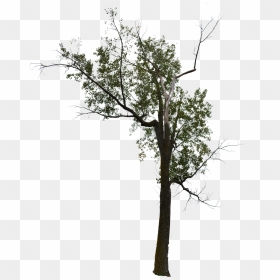 Dead Tree Dead Tree With No Background Halloween Tree, HD Png Download - spookyforest.png