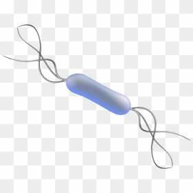 Bacteria High Quality Png - Listeria Png, Transparent Png - bacteria png