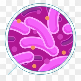 Bactéria Png, Transparent Png - bacteria png