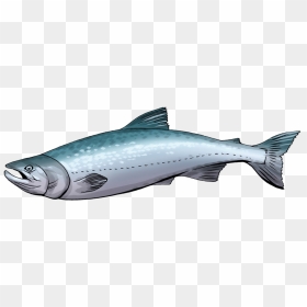 Salmon Clipart Animated - Salmon Clipart Png, Transparent Png - salmon png