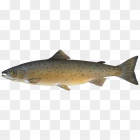 Animal Fish Food Ocean River Salmon Sea Fi - Atlantic Salmon Clipart, HD Png Download - salmon png