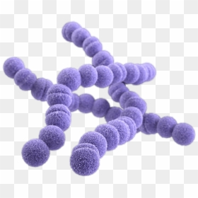 Flesh Eating Bacteria - E Coli Transparent Background, HD Png Download - bacteria png