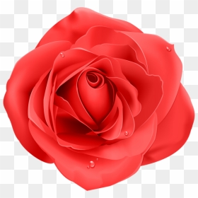Rose Png - 玫瑰 花 矢量 图, Transparent Png - png flower