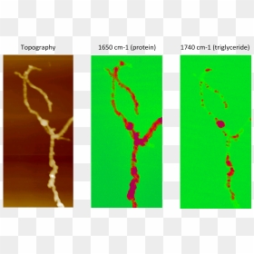 Afm-ir Of Streptomyces Bacteria, HD Png Download - bacteria png