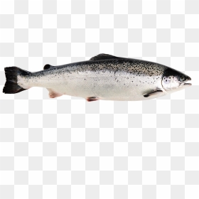 1 Png - Norwegian Salmon, Transparent Png - salmon png