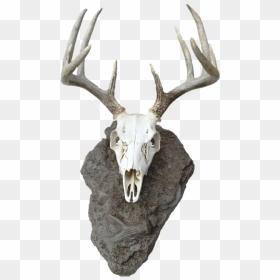 Transparent Deer Head Silhouette Png - Dear Skull Png, Png Download - deer head silhouette png