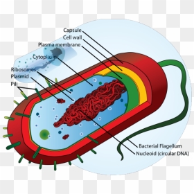 Bacteria Cell Png Icons - Prokaryotic Cell Diagram, Transparent Png - bacteria png