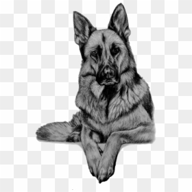 Pencil German Shepherd Drawing, HD Png Download - german shepherd png