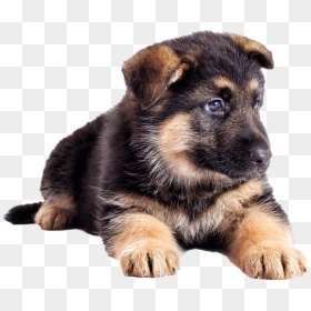 German Shepherd Puppy Transparent - German Shepherd Puppy, HD Png Download - german shepherd png