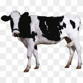Cow Png Image - Indian Cow Images Png, Transparent Png - vhv