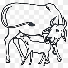 Drawing The Cow With Calf, HD Png Download - indian cow png