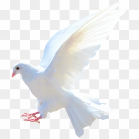 Pigeon Png Images, Free Pigeon Png Pictures Download - Picsart Kabutar Png, Transparent Png - white pigeon png