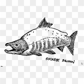 This Free Icons Png Design Of Sockeye Salmon Mapitize - Sockeye Salmon, Transparent Png - salmon png