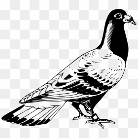 Pigeon Clipart Pigen, Pigeon Pigen Transparent Free - Pigeon Clipart Black And White, HD Png Download - white pigeon png