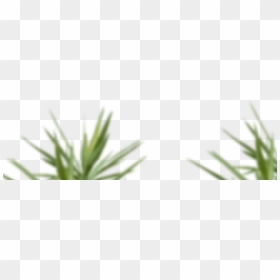 Skip To Content - Sweet Grass, HD Png Download - grass png hd