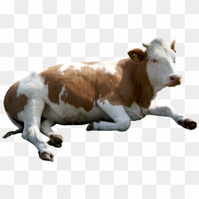 Cow Png Background - Коровка Передач, Transparent Png - indian cow png