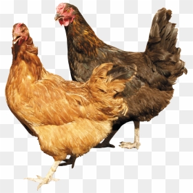 Chicken Png Image - Chickens Png, Transparent Png - broiler chicken png
