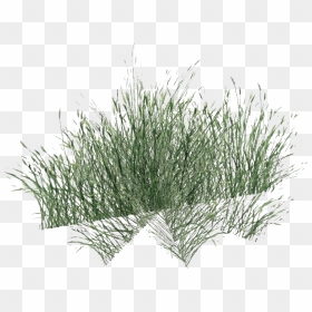Green Beach Grass Png File - Long Grass Png, Transparent Png - grass png hd